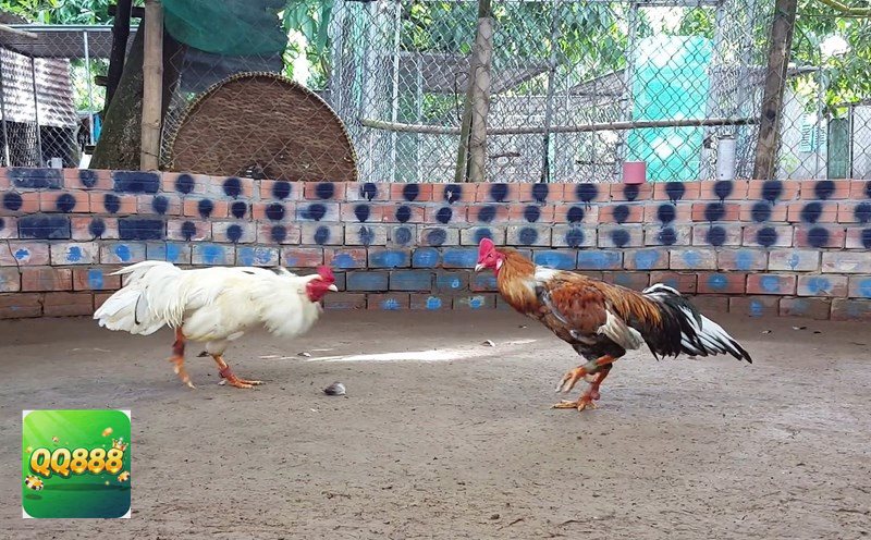 Đá gà QQ888 - Giao diện thân thiện, dễ theo dõi Đá gà QQ888 - Giao diện thân thiện, dễ theo dõi